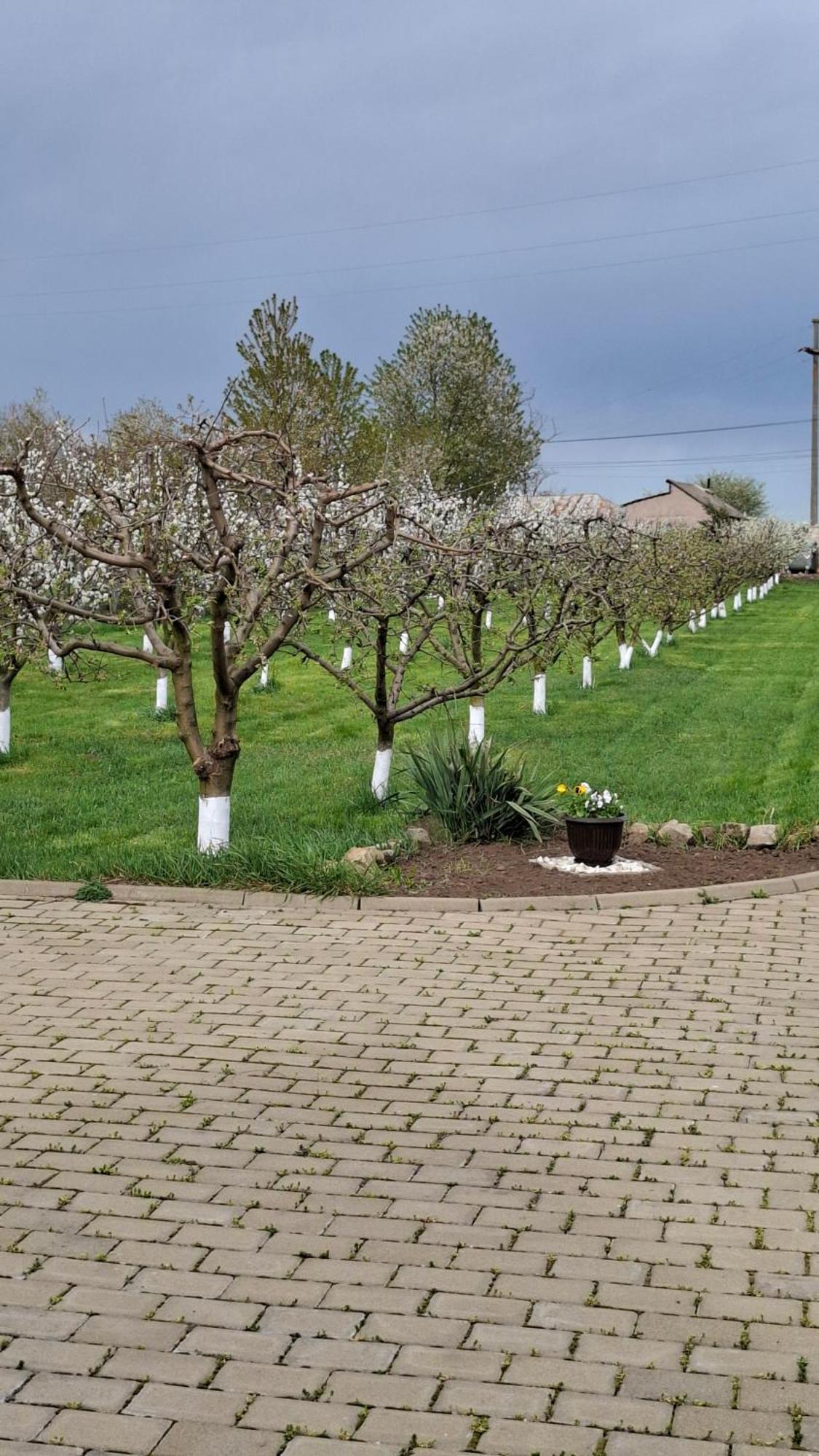 Dor De Casa Hotel Doljesti Bagian luar foto